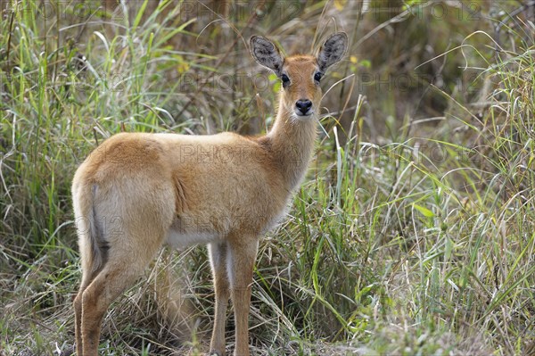 Puku (Kobus vardonii)