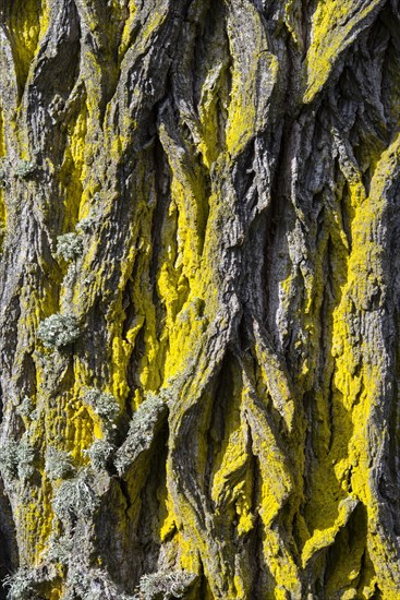 Bark of an elm (Ulmus)