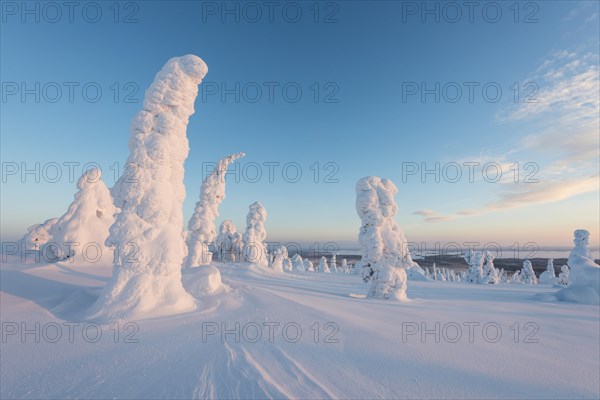 Snow-covered trees