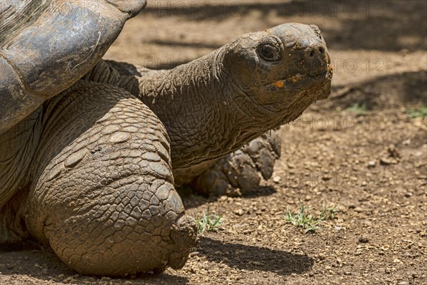 Aldabra giant tortoise (Aldabrachelys gigantea)