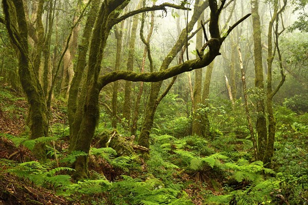 Moss covered trees in laurel forest