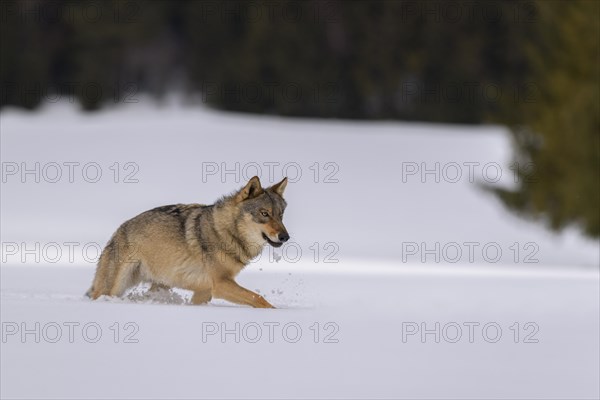 Gray wolf (Canis lupus)