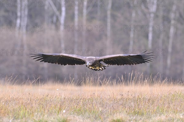 White-tailed Eagle (Haliaeetus albicilla) in flight in an autumn landscape