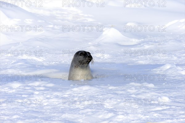 Harp Seal or Saddleback Seal (Pagophilus groenlandicus