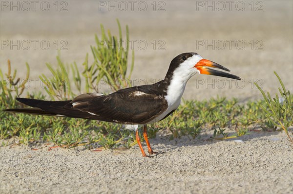 Black Skimmer (Rynchops niger) on the beach