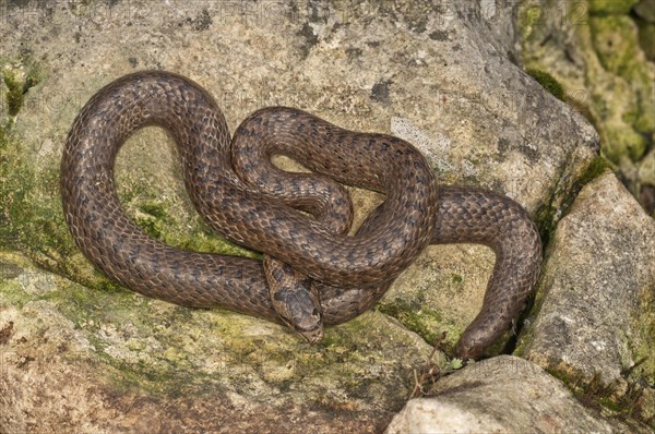 Smooth snake (Coronella austriaca) sunbathing