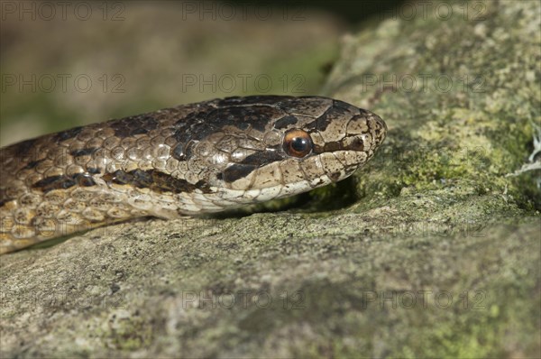 Smooth snake (Coronella austriaca)