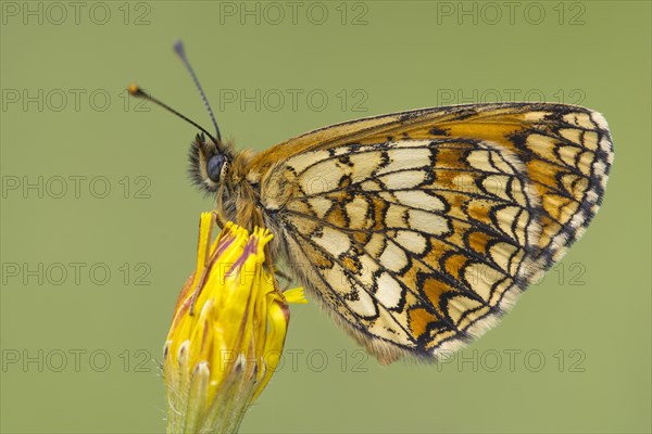 Heath Fritillary (Mellicta athalia)