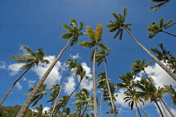 Palm trees