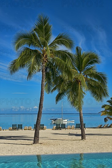 Palm trees on the beach