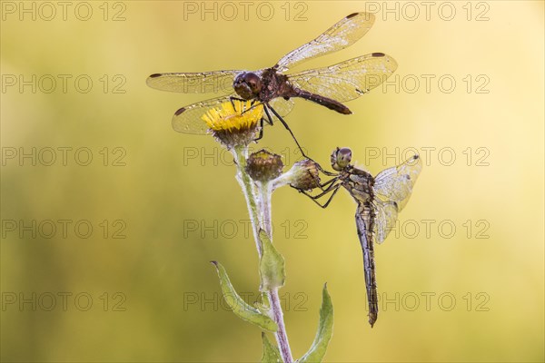 Black Darter (Sympetrum danae)