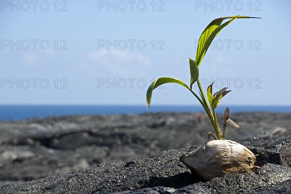 Small palm tree growing out of a coconut