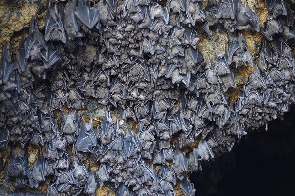 Hundreds of bats in a cave above the altar