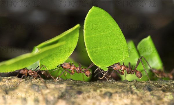 Workers of Leafcutter Ants (Atta cephalotes) carrying leaf pieces into their nest