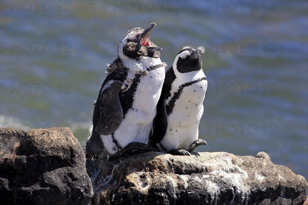 African Penguins or Jackass Penguins (Spheniscus demersus)