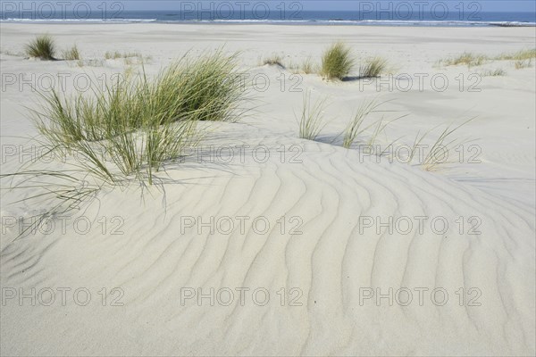 Dune with beach grass (Ammophila arenaria)