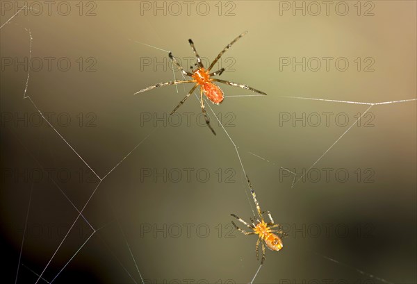 Tangle Web Spiders (Anelosimus sp.) social spiders sharing a web