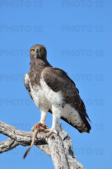 Martial Eagle (Polemaetus bellicosus)