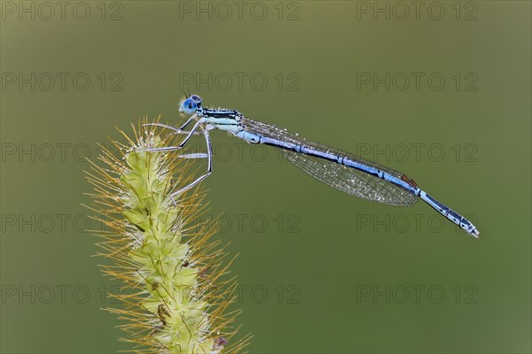 White-legged damselfly (Platycnemis pennipes)