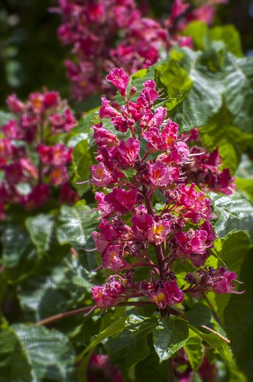 Red horse-chestnut (Aesculus x carnea