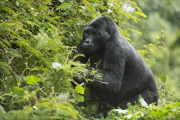 Mountain Gorilla (Gorilla beringei beringei)