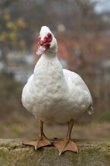 Muscovy Duck (Cairina moschata) on a wall