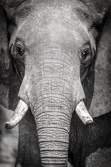 African Elephant (Loxodonta africana) with a broken tusk