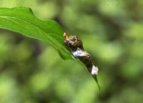 Caterpillar of a tropical Giant Swallowtail butterfly (Papilio cresphontes) that mimics bird droppings as camouflage