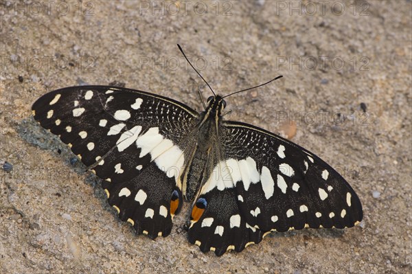 Common Lime Butterfly (Papilio demoleus)