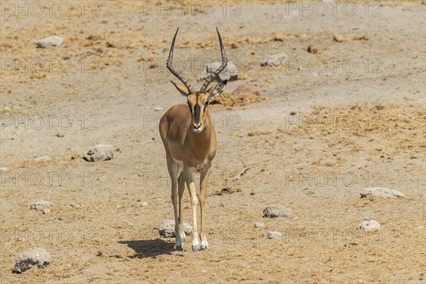 Black-faced Impala (Aepyceros melampus petersi)