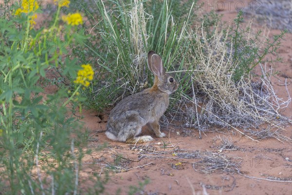 Desert Cottontail (Sylvilagus audubonii)