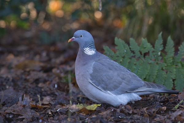 Wood Pigeon (Columba palumbus)