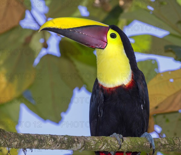 Chestnut-mandibled Toucan