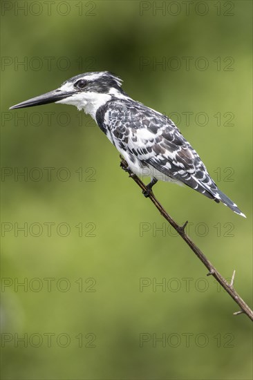 Pied Kingfisher (Ceryle rudis)