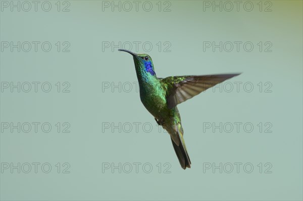 Green Violetear (Colibri thalassinus)