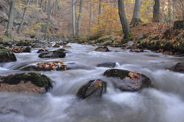 Rocks covered with foliage in the Ilse river