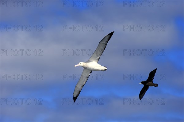 Wandering Albatross (Diomedea exulans)