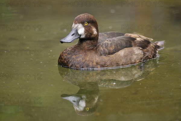 Greater Scaup (Aythya marila)