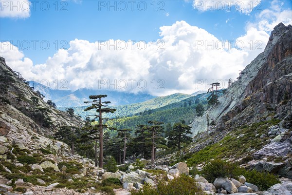 Pine forest in the mountains