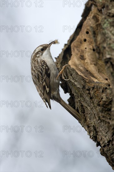 Short-toed Treecreeper (Certhia brachydactyla)