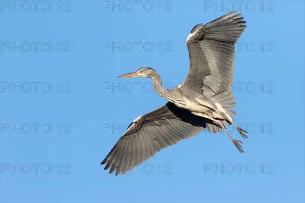 Grey Heron (Ardea cinerea) in flight