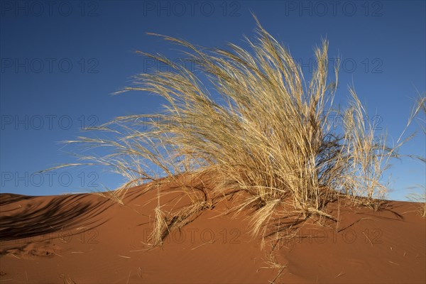 Tufts of grass on the Elim Dune