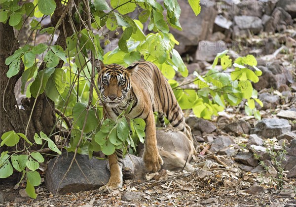 Indian Tiger or Bengal Tiger (Panthera tigris tigris) with a Sambar Deer (Cervus unicolor) kill in the dry forest