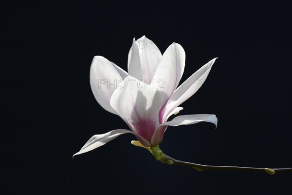 Chinese magnolia flower (Magnolia x soulangiana)