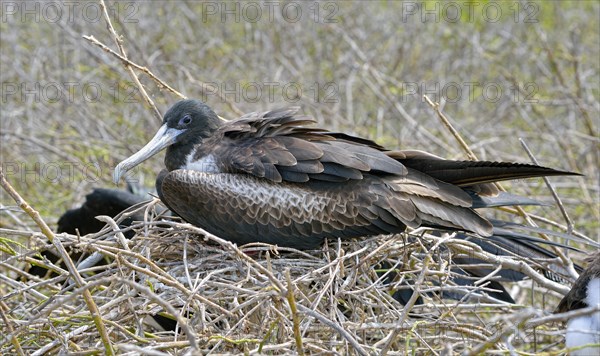 Great frigatebird (Fregata minor)