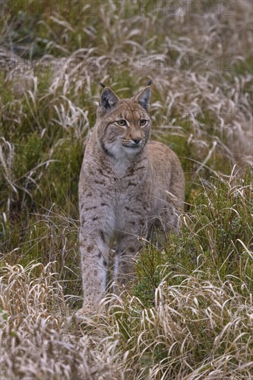 Eurasian lynx (Lynx lynx)