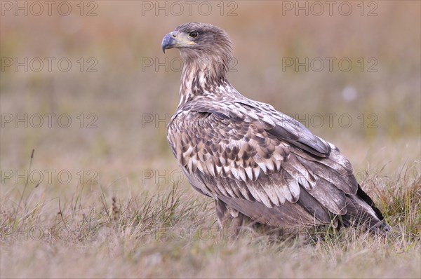 White-tailed Eagle (Haliaeetus albicilla) on an autumn meadow