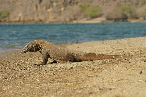 Komodo Dragon (Varanus komodoensis)