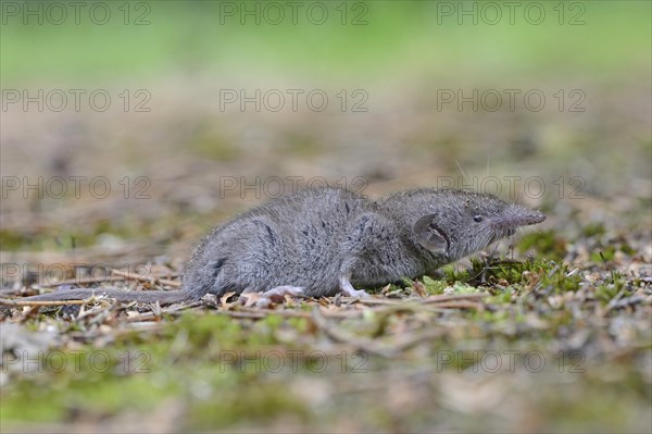 Lesser white-toothed shrew (Crocidura suaveolens)