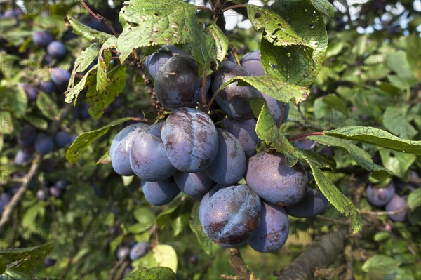 Ripe plums (Prunus domestica subsp. domestica) on branch